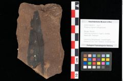 Foto (Objekt + Etikett) von Phyllerium lignitum Ettingshausen (NHMW-GEO-2024-0188-0012)